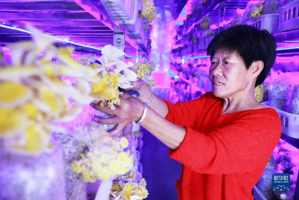 白菜全网讯